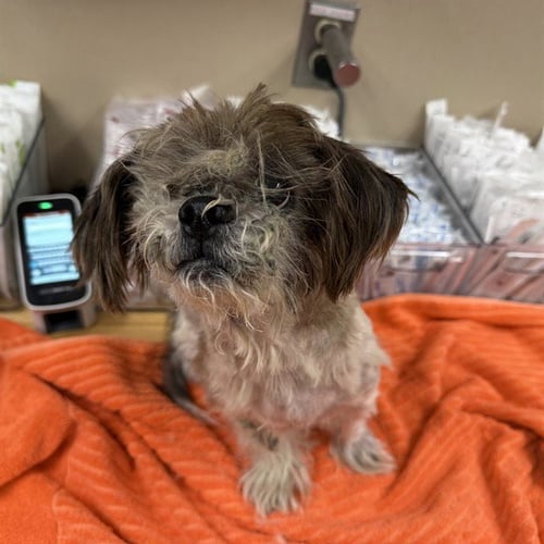 LUCKY - Shih Tzu available for adoption