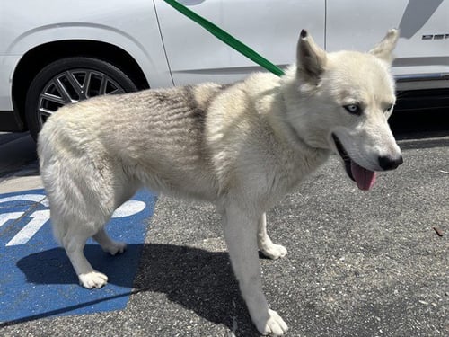 CRYSTAL - Siberian Husky available for adoption