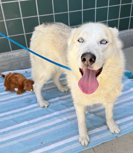 CRYSTAL - Siberian Husky available for adoption