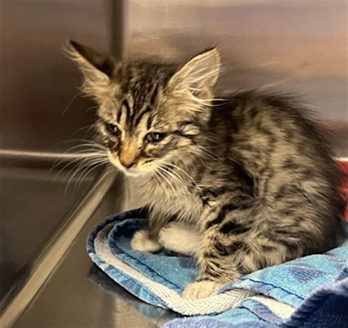 PURRLINA - Domestic Medium Hair available for adoption