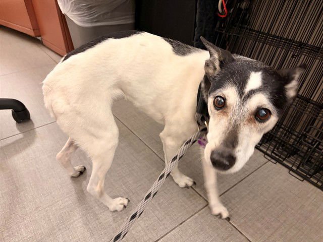 ENID - Jack Russell Terrier (Parson Russell Terrier) / Italian Greyhound available for adoption