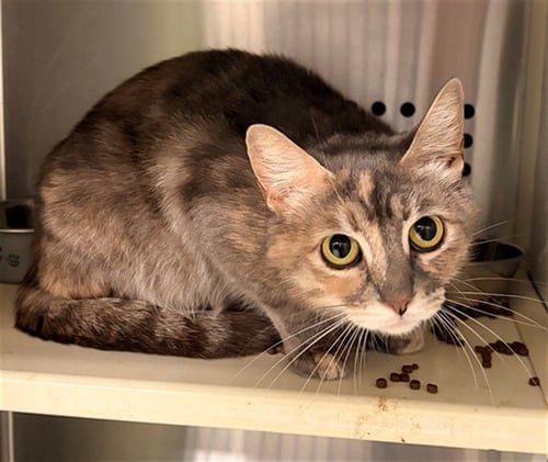 ROBIN - Domestic Short Hair available for adoption