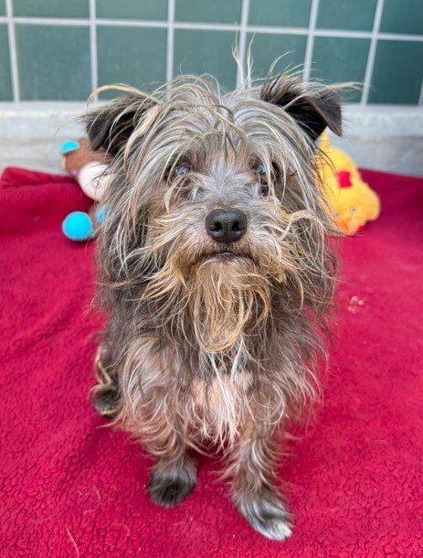 CASEY - Cairn Terrier available for adoption