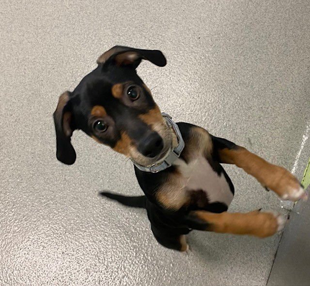 DOUG - Chihuahua available for adoption