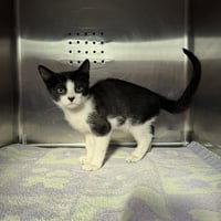 PATCHES - Photo 1