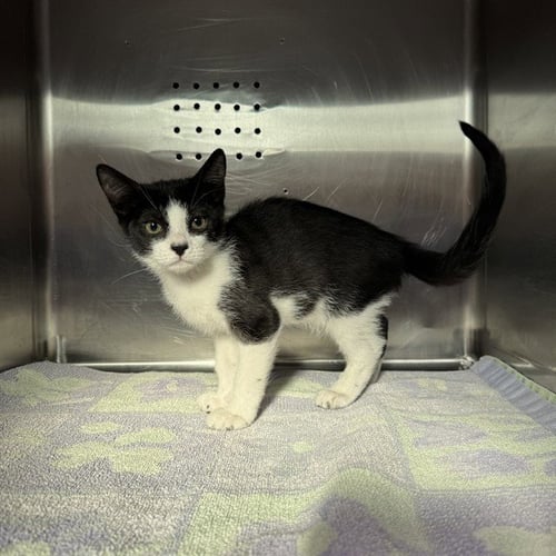 PATCHES - Domestic Short Hair available for adoption