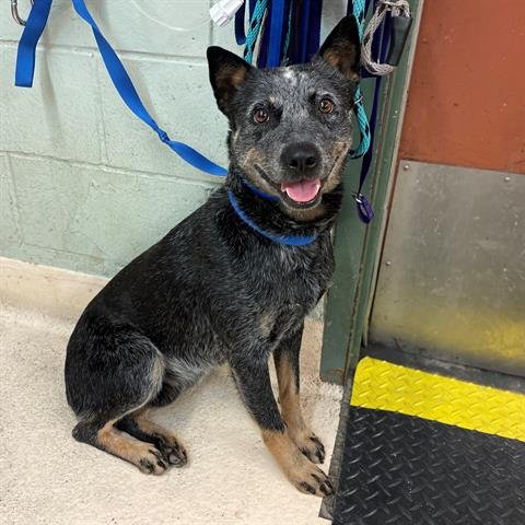 KODAK - Australian Cattle Dog/Blue Heeler available for adoption