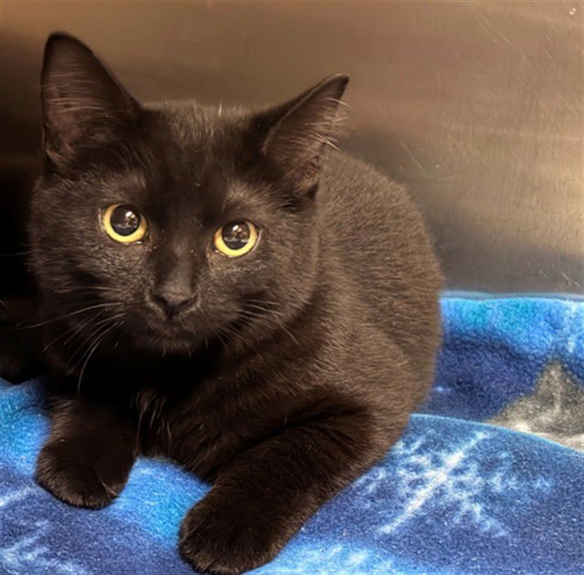 MYSTIQUE - Domestic Short Hair available for adoption