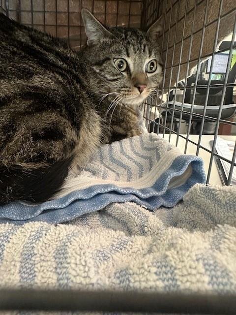 ARCHY - Domestic Short Hair available for adoption