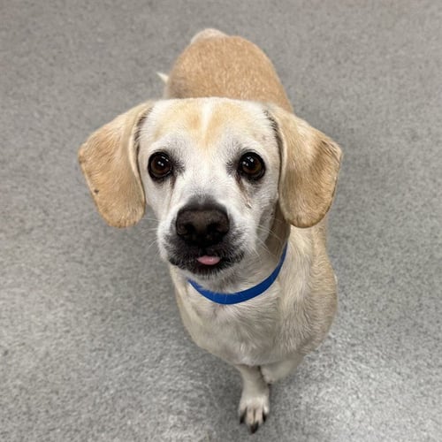BENTLEY - Beagle available for adoption