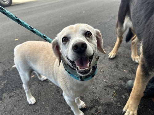 A781557 - Beagle available for adoption