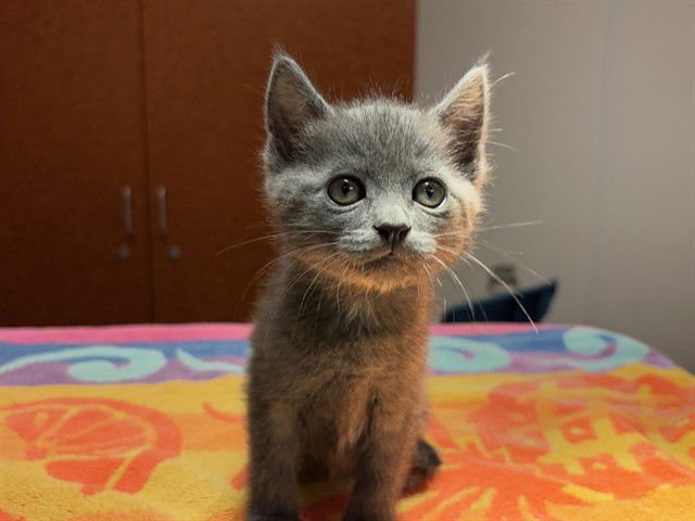 HONOLULU - Domestic Short Hair available for adoption