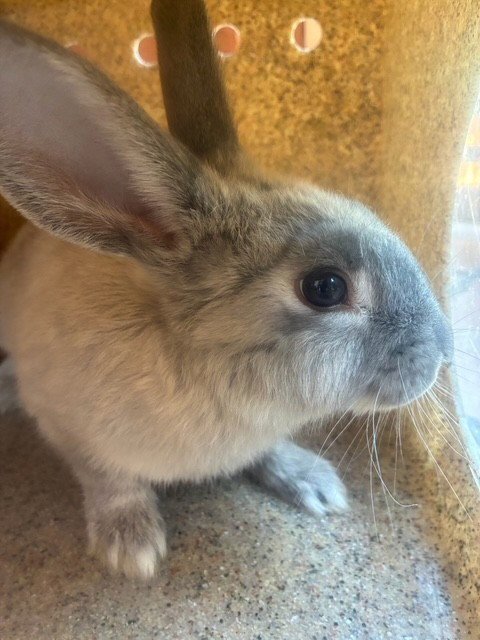 A779023 - Shorthaired Rabbit available for adoption