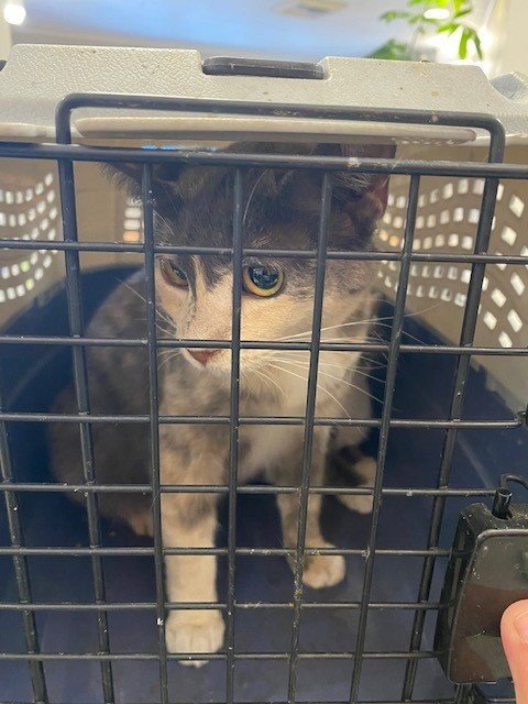 CHIPPY - Domestic Short Hair available for adoption
