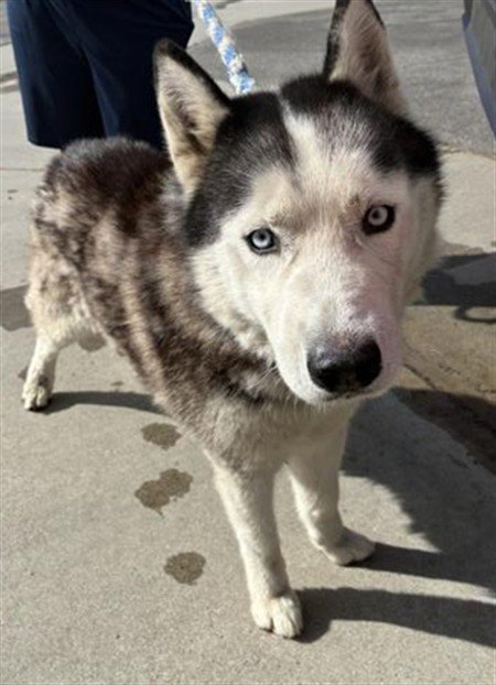 NANOOK Image