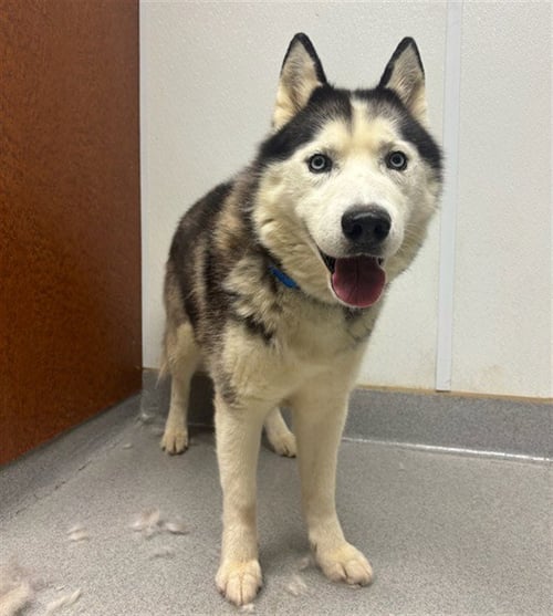 NANOOK - Siberian Husky available for adoption