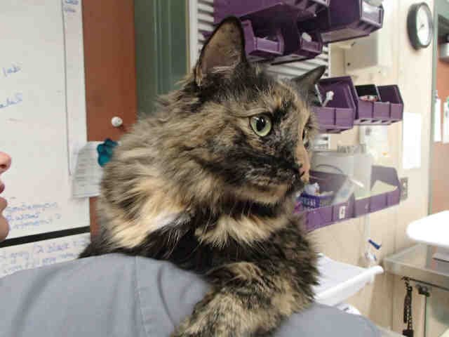 LULU - Domestic Long Hair available for adoption