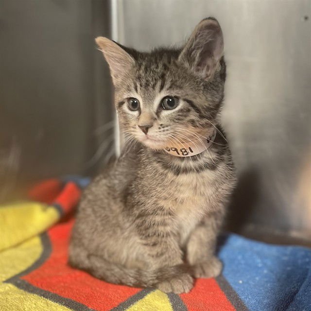 HERCULINA - Domestic Short Hair available for adoption