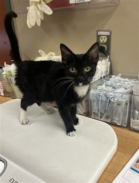UNKNOWN - Domestic Short Hair available for adoption