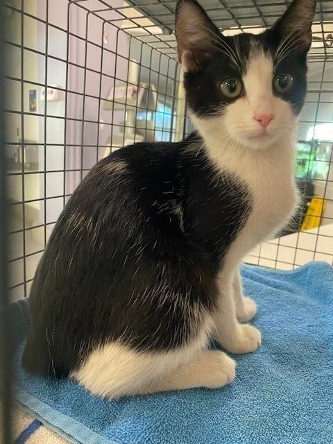 MAE - Domestic Short Hair available for adoption