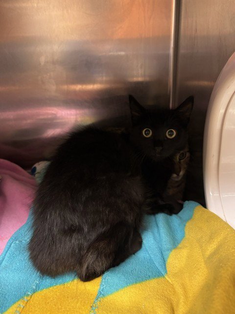 LICORICE - Domestic Short Hair available for adoption
