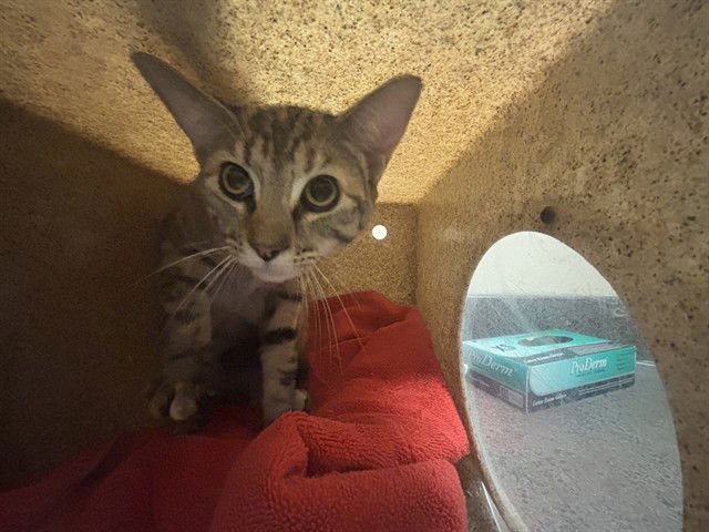 ESA - Domestic Short Hair available for adoption