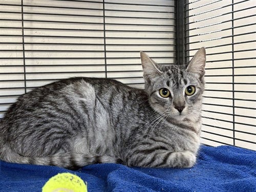 CULINARY 1 - Domestic Short Hair available for adoption