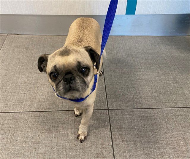 NELLIE - Pug available for adoption