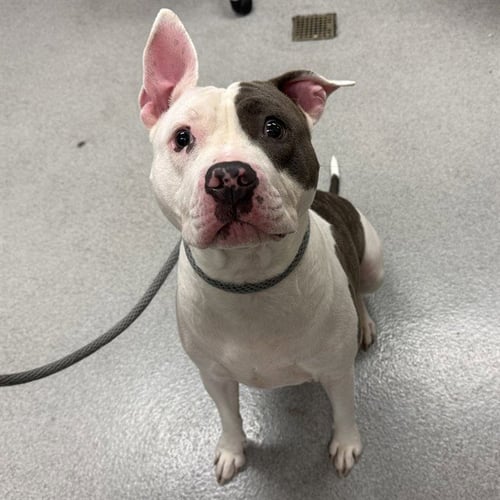 MOLLY - Pit Bull Terrier available for adoption