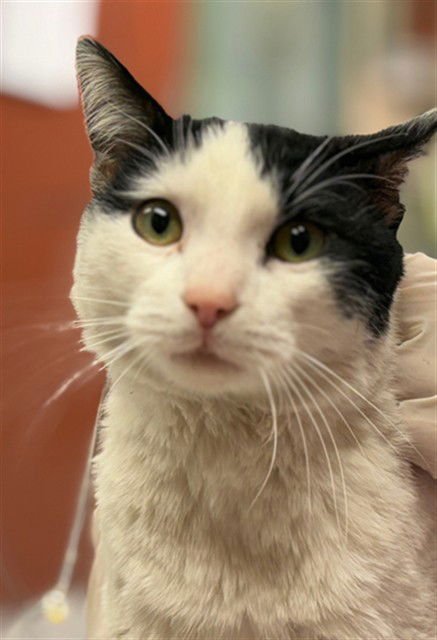 UNKNOWN - Domestic Short Hair available for adoption