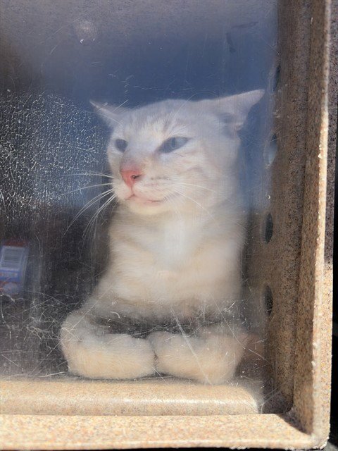 FOOTHILL 6 - Domestic Short Hair available for adoption