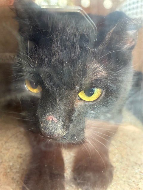 CHURCH 2 - Domestic Short Hair available for adoption