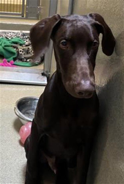 UZI - Doberman Pinscher available for adoption
