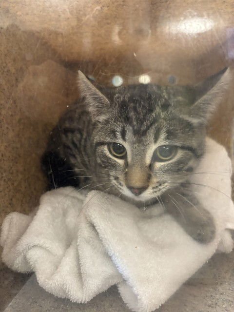 8TH 2 - Domestic Short Hair available for adoption