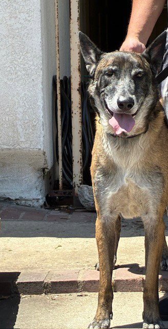 FLOKI - Belgian Shepherd Malinois available for adoption