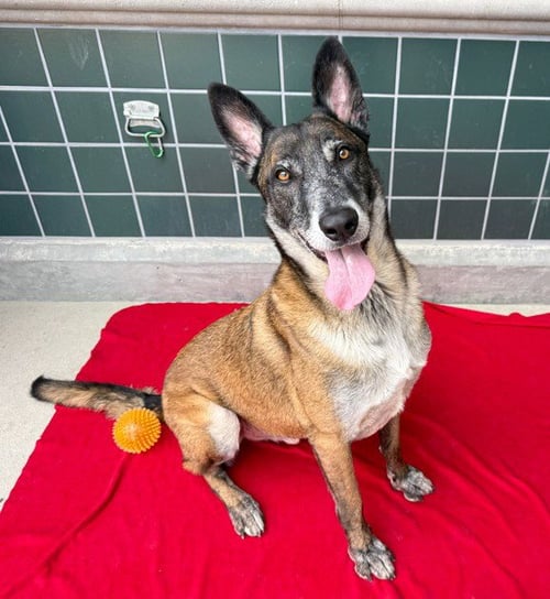 FLOKI - Belgian Shepherd Malinois available for adoption