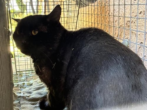 BROADMOOR 1 - Domestic Short Hair available for adoption