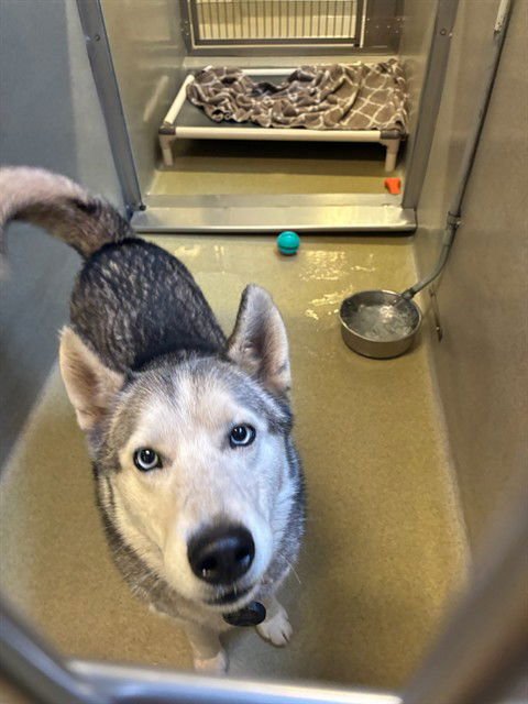 TAYLOR - Siberian Husky available for adoption