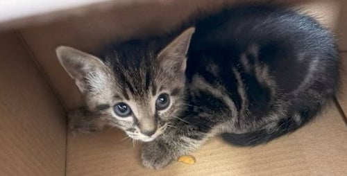 OLIVE - Domestic Medium Hair available for adoption