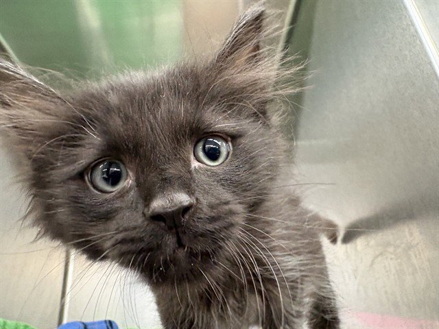 BINX Image