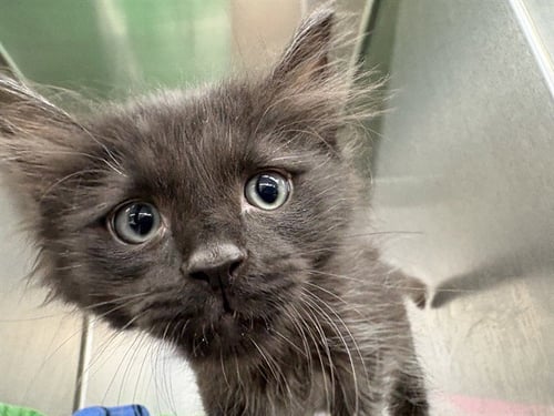 BINX - Domestic Short Hair available for adoption