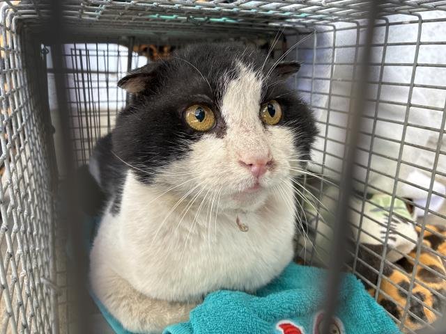 KINLOCK 1 - Domestic Short Hair available for adoption