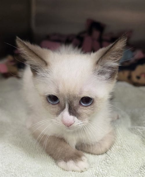 HORCHATA - Domestic Short Hair available for adoption