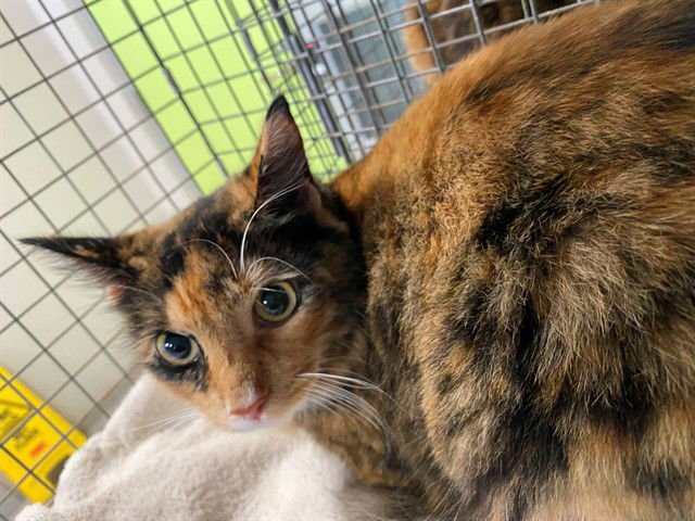 MAPLE - Domestic Medium Hair available for adoption