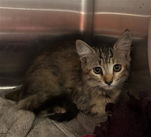 TALIA - Domestic Short Hair available for adoption