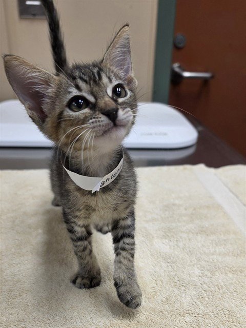 LIGHTENING - Domestic Short Hair available for adoption
