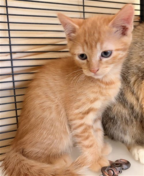 CHANDLER - Domestic Short Hair available for adoption
