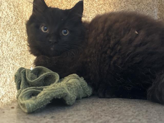 CHURCH 1 - Domestic Medium Hair available for adoption