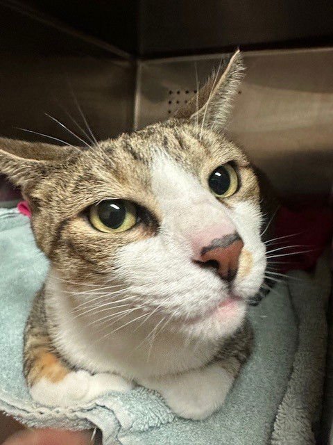 BINKY - Domestic Short Hair available for adoption