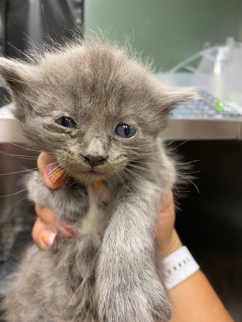 GODZILLA - Domestic Medium Hair available for adoption